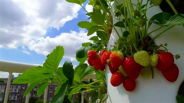 Как собрать и хранить урожай клубники с балкона