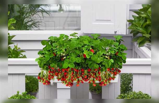 Как хранить клубнику?