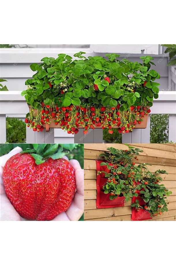 Когда собирать клубнику?