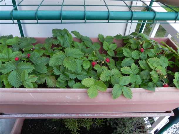 Как выращивать клубнику на балконе Клубника на балконе