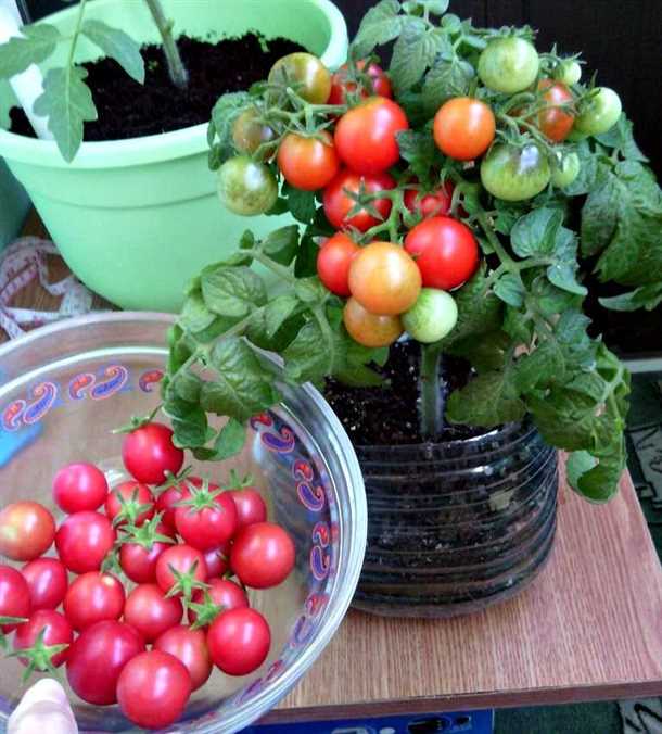 Полив помидоров на балконе: секреты успешного выращивания