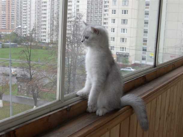 Как создать уютную атмосферу для кошки на балконе?