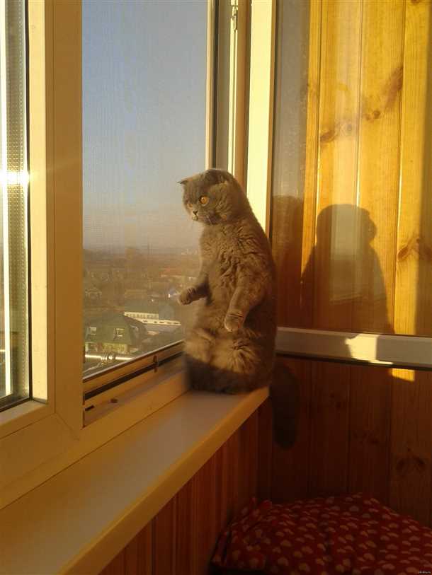 Нужно ли обеспечивать безопасность кошке на балконе?