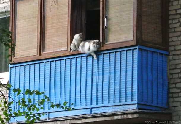 Кошка на балконе