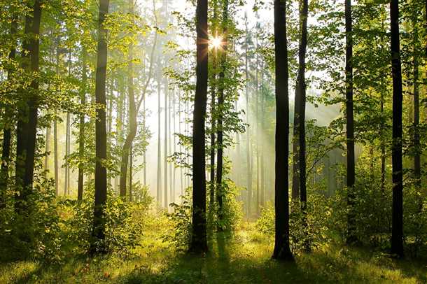 Лес фотообои Лес фотообои