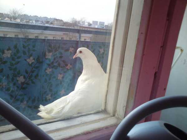 Вот несколько полезных советов, которые помогут избежать появления голубей на вашем балконе: