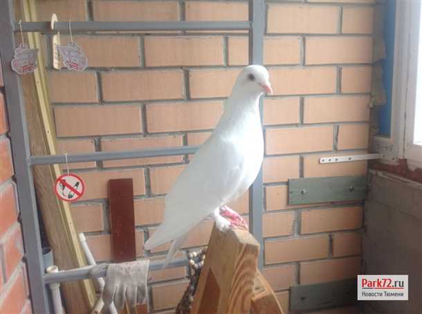 Что делать, если на балкон залетел белый голубь?