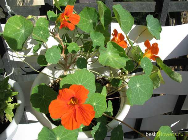 Климатические условия