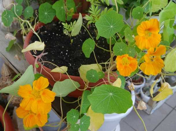 Выбор семян