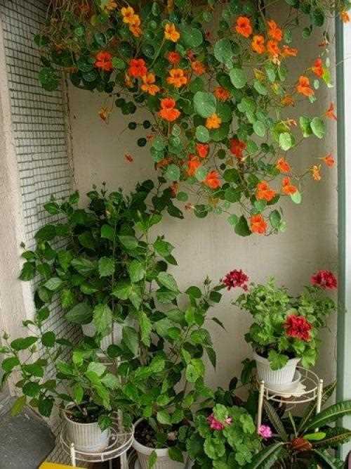 Настурция на балконе Настурция на балконе