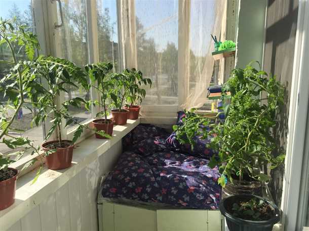 Балконы и лоджии: огород на балконе