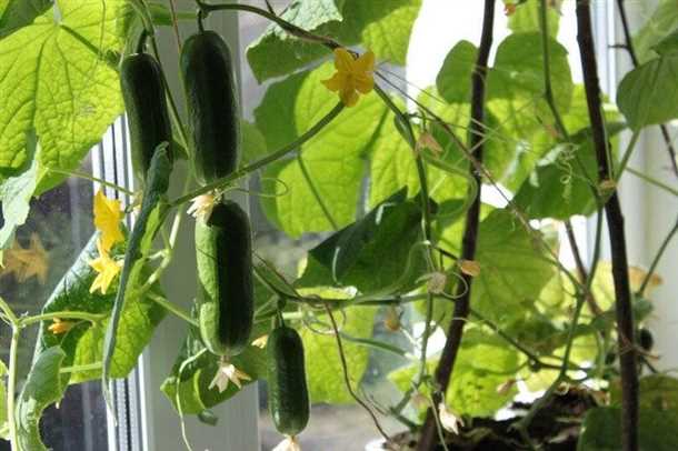 Огурец F1 балконный