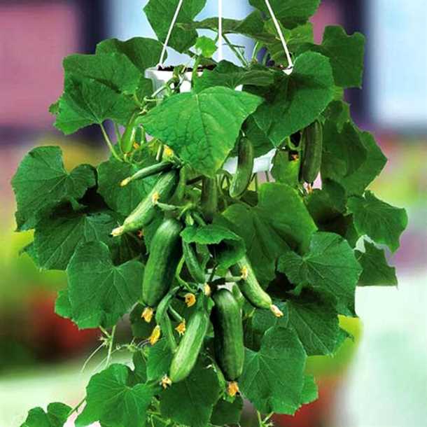 Описание сорта огурца f1 балконный