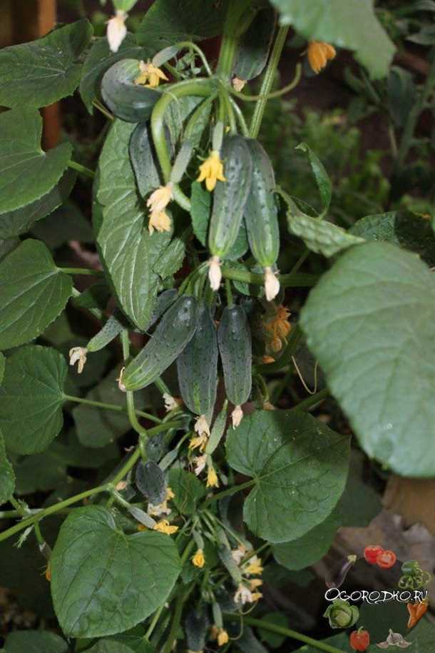 Польза и использование огурца f1 балконный