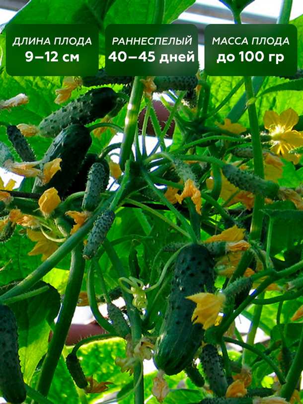 2. Маринованные огурцы f1 балконные