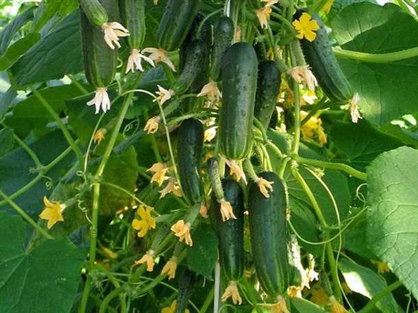 Полив и подкормка