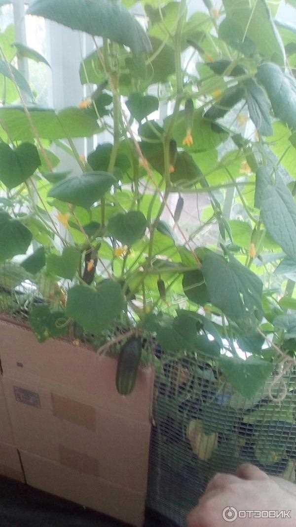 Огурец F1 балконный - выбор садовода! Огурец f1 балконный