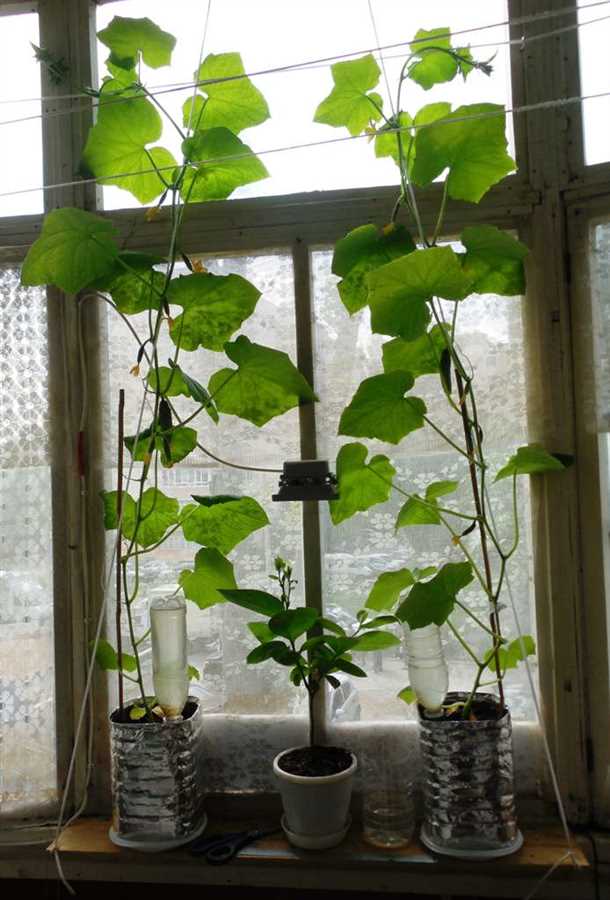 Подготовка горшка и посадка растений