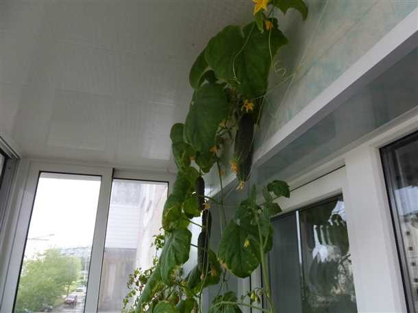 Активные действия в городской экологии