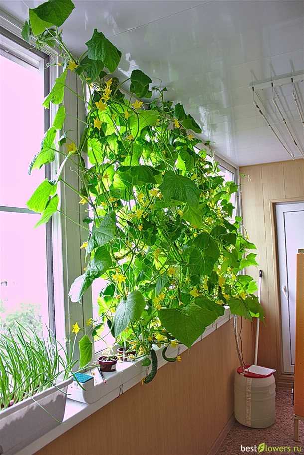 Основные проблемы и борьба с вредителями и болезнями при выращивании огурцов на балконе