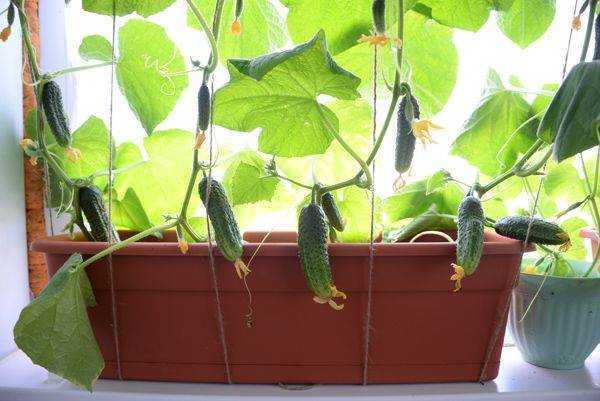 Рекомендации по использованию урожая и внедрению активных действий в городской экологии