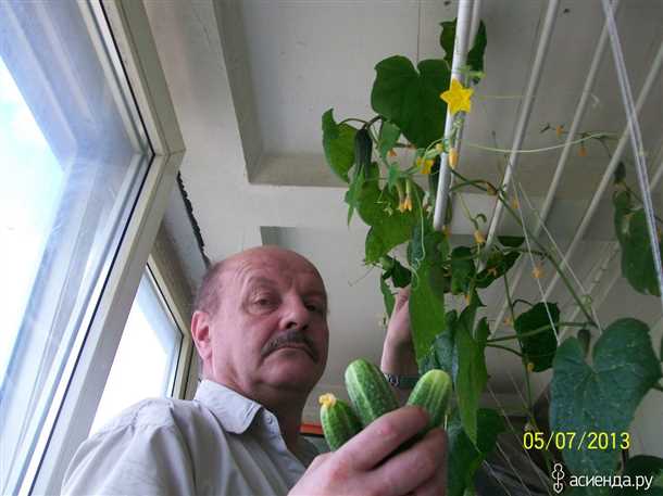 Огурцы для балкона Огурцы для балкона