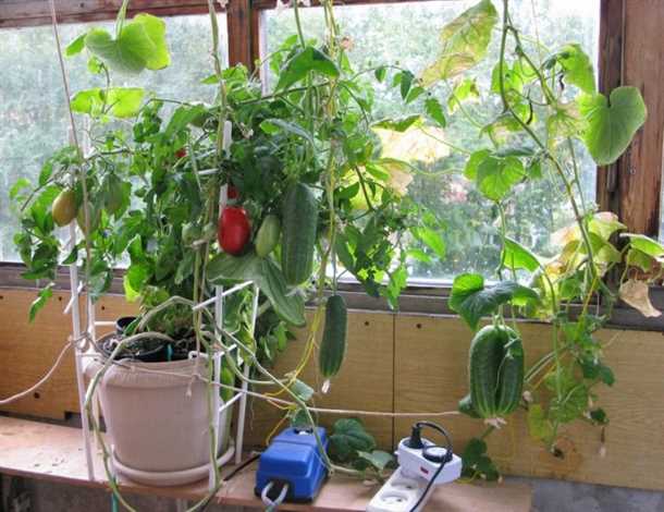 4. Уход за огурцами