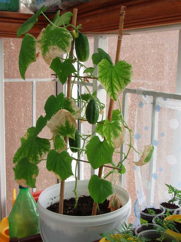 Формирование побегов