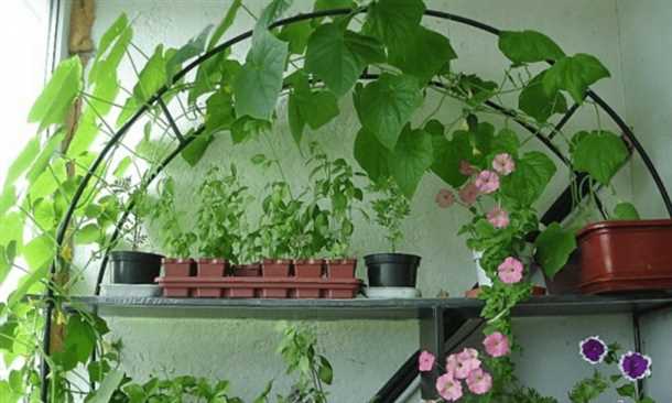 2. Подготовка почвы и горшка