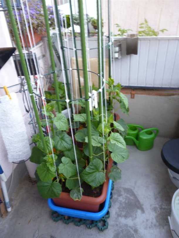 Сбор и хранение урожая огурцов с лоджии