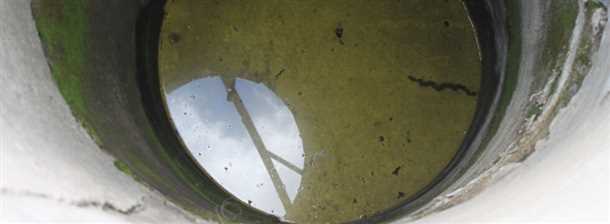 Биологические причины зеленения воды