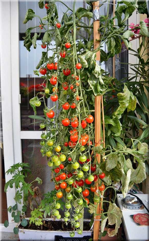 4. Удобрение и уход