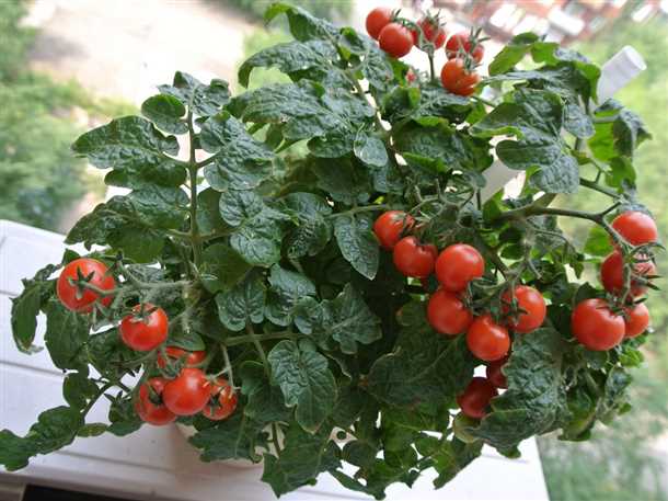 Уход за помидорами на балконе