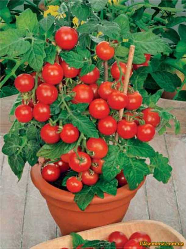 Сорта помидоров для балкона Помидоры для балкона сорта