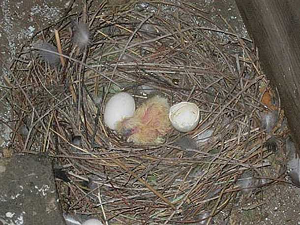 1. Удача и благополучие