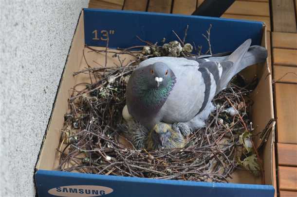 Какие предлагаются способы отпугивания голубей с балкона?