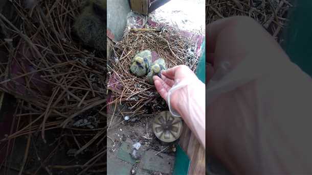 Знак благополучия