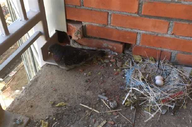 2. Предвестник гостей