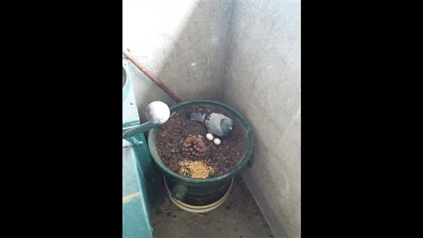 Что означает, если голуби свили гнездо на балконе?