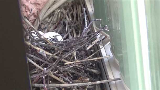 Как справиться с проблемой голубей на балконе?