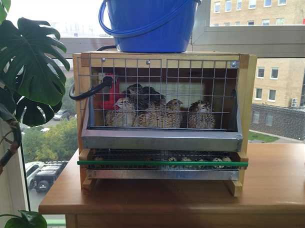 Разведение перепелов на балконе - основные моменты