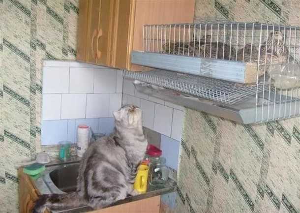 Особенности размножения перепелов на балконе