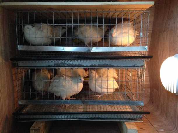 1. Продажа яиц для инкубации