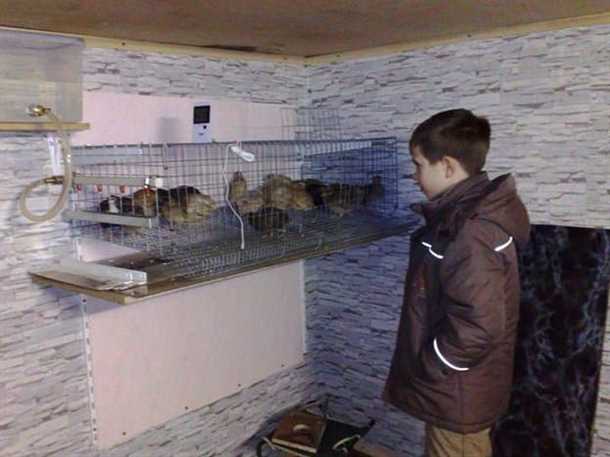 Кормление перепелов на балконе