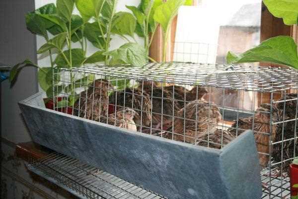 Оснащение клеток