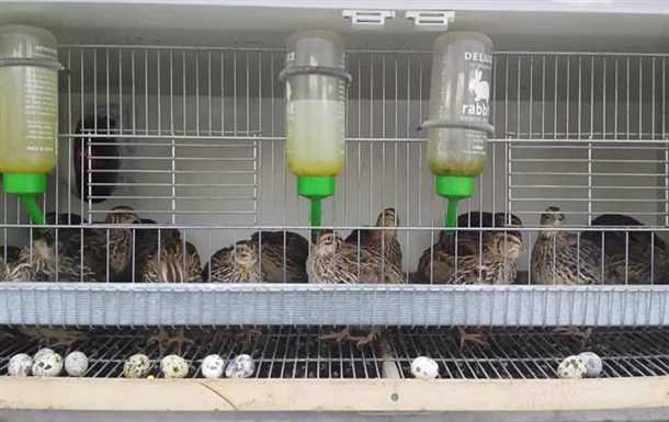 Уход за перепелами: гигиена и чистота