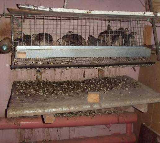 Разведение перепелов на балконе Разведение перепелов на балконе