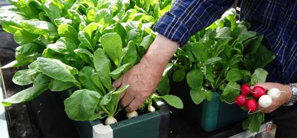 Внесение удобрений для редиски на балконе