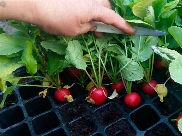 Выбор подходящего грунта