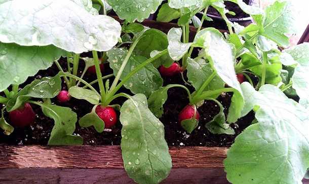 Уход за редиской